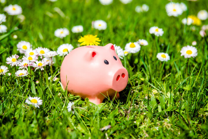 Pink piggy-bank sitting in green grass surrounded by dandelions and fleabane.