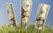 Money Growing from the Ground