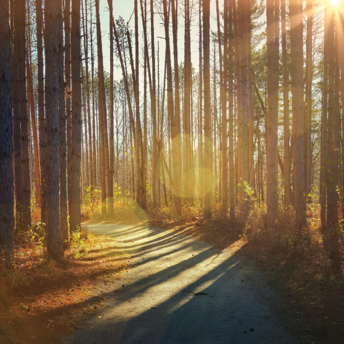 A curving dirt path in a sunny wooded area.